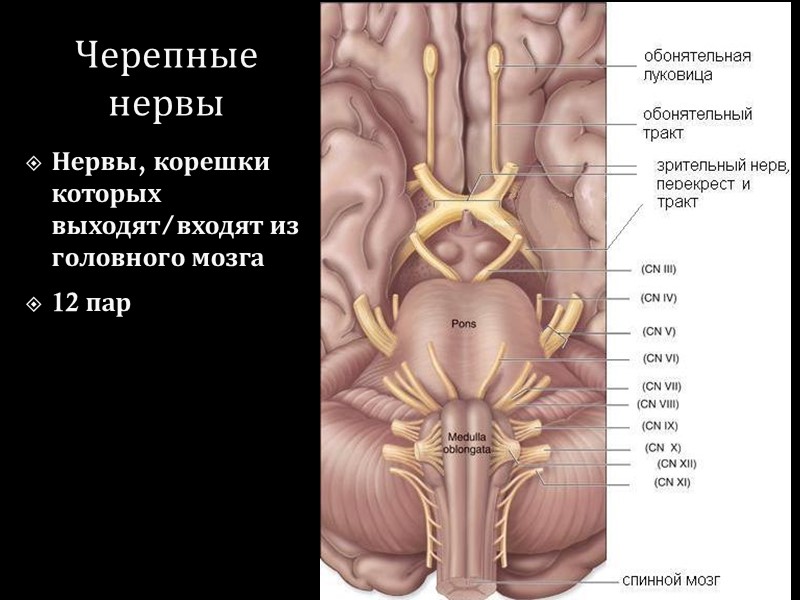 Черепные нервы Нервы, корешки которых выходят/входят из головного мозга 12 пар